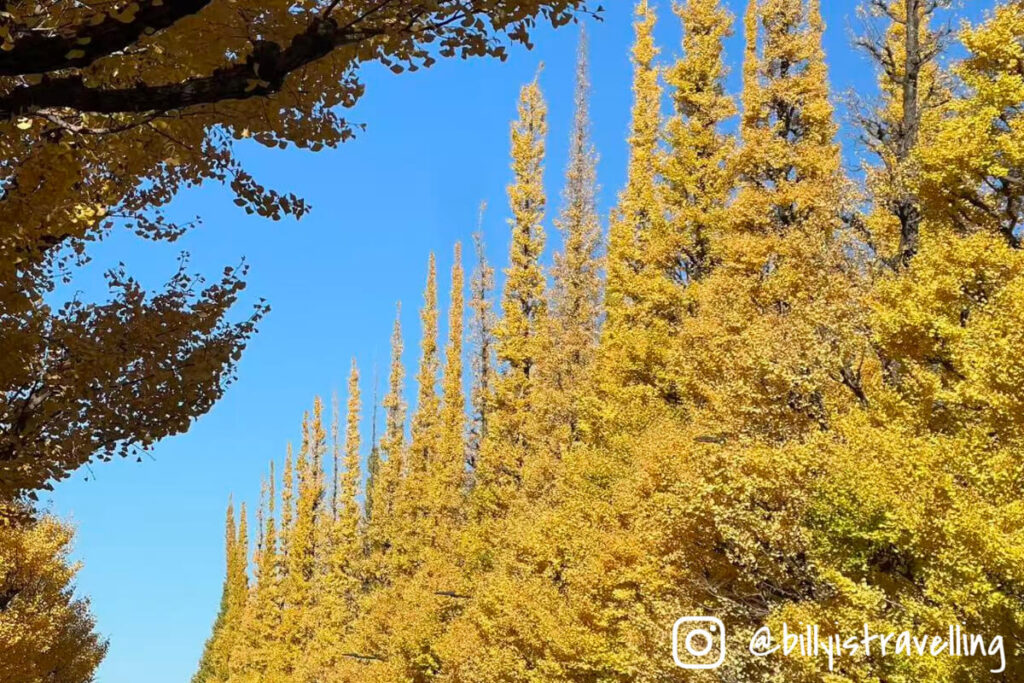 初冬陽光下的明治神宮外苑銀杏並木