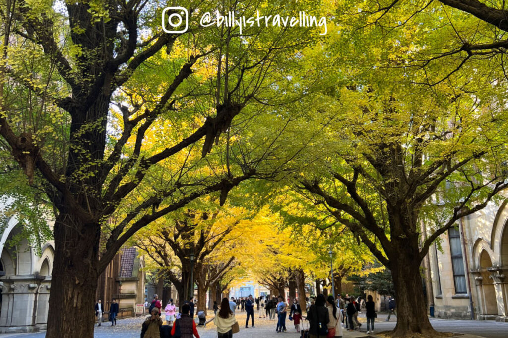 東大本鄉校園內靜謐的銀杏大道