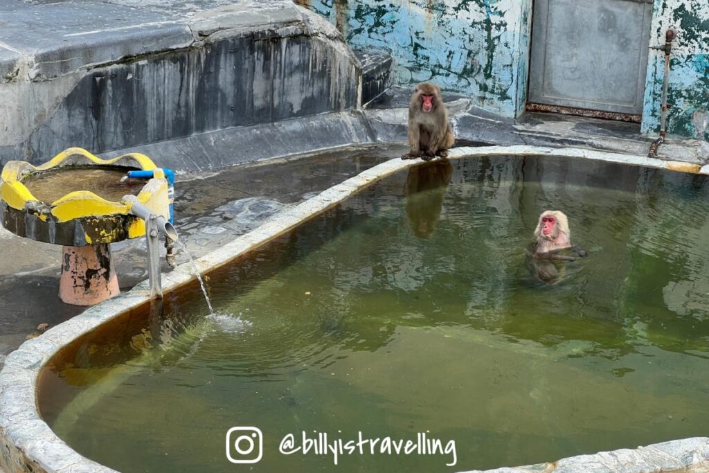 函館市熱帶植物園內,猴子們在溫泉中悠閒放鬆。