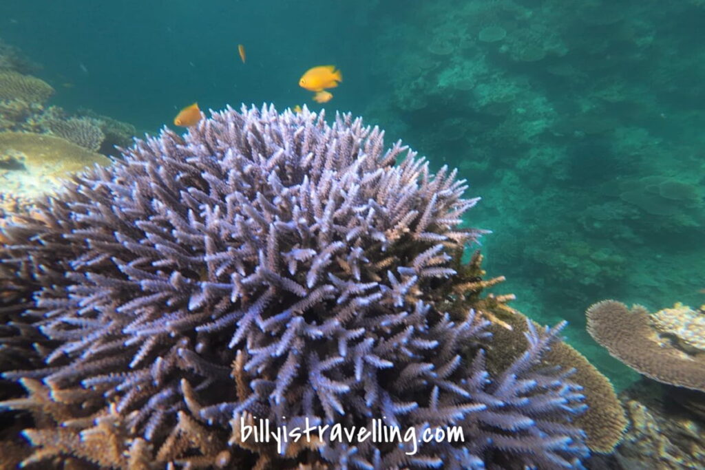 石垣島附近海域的珊瑚及熱帶魚群