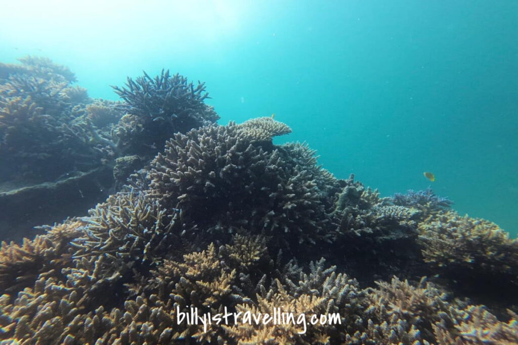 石垣島附近海域的珊瑚