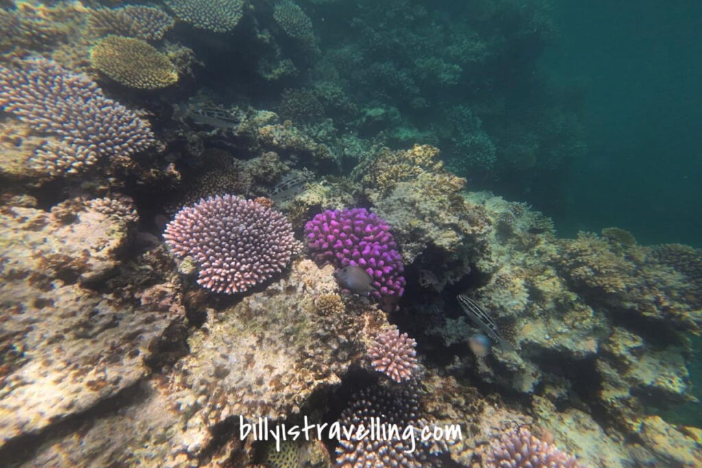 石垣島附近海域的珊瑚