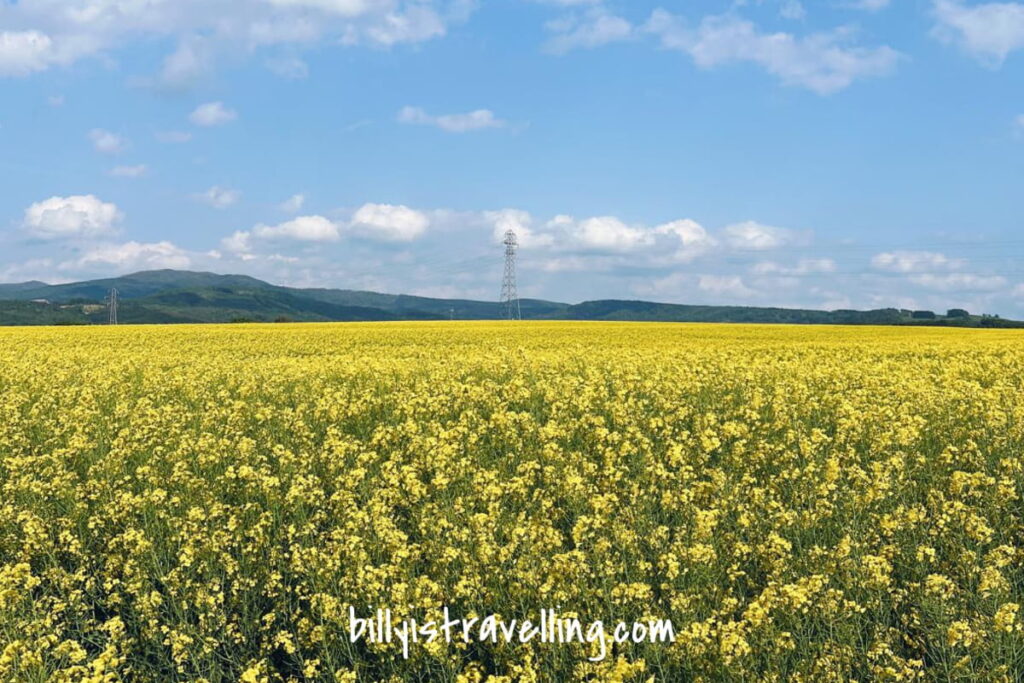 hokkaido takikawa canola flower festival