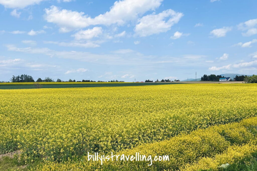 hokkaido takikawa canola flower festival