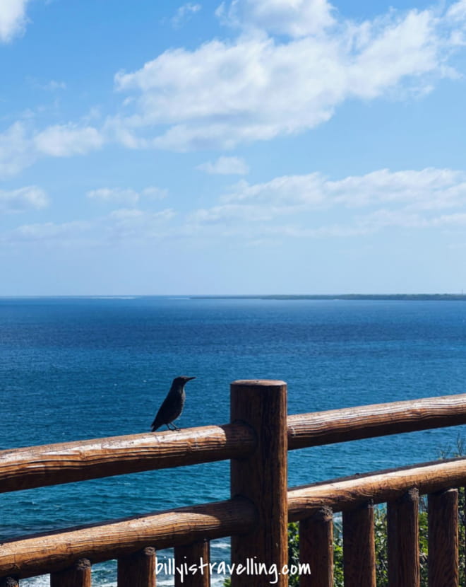 bird and blue sea