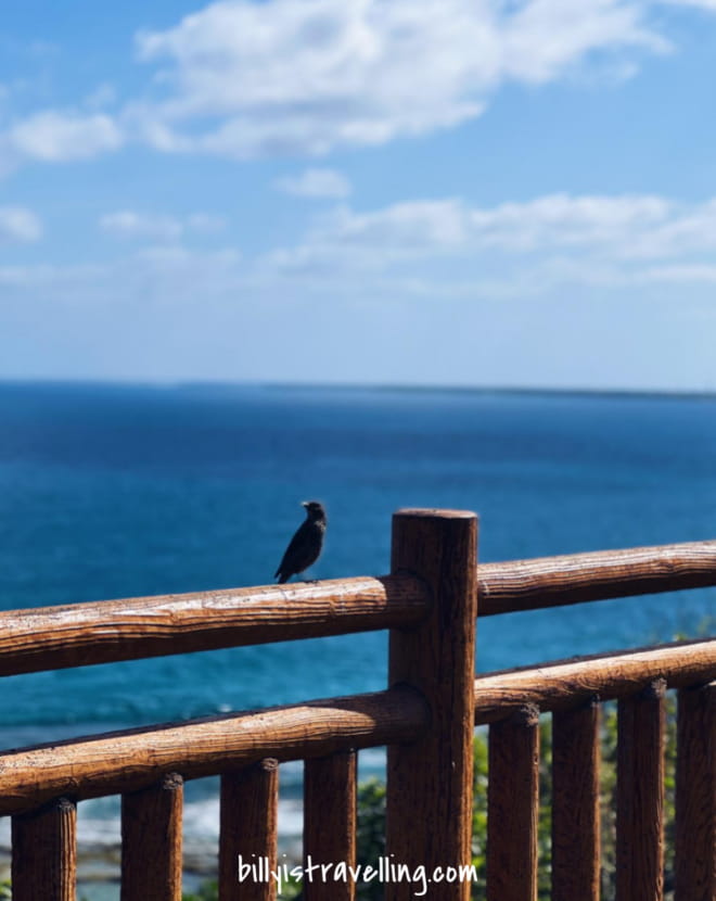 bird and blue sea in okinawa
