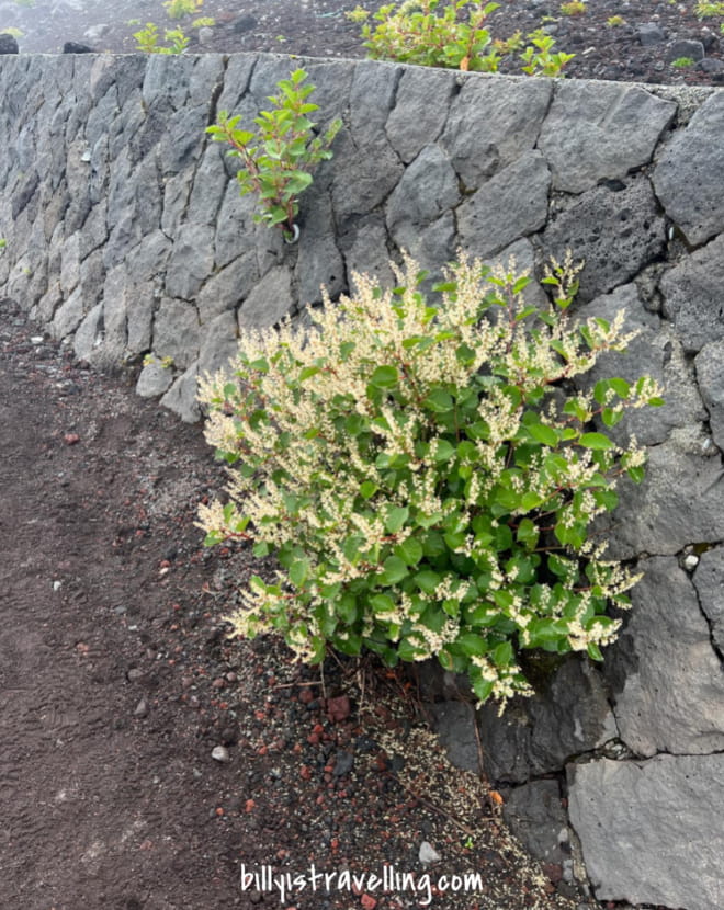 六合目至七合目仍有少量綠色植物